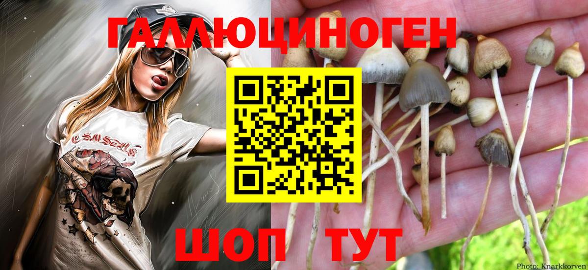 Галлюциногенные грибы Psilocybe Югорск